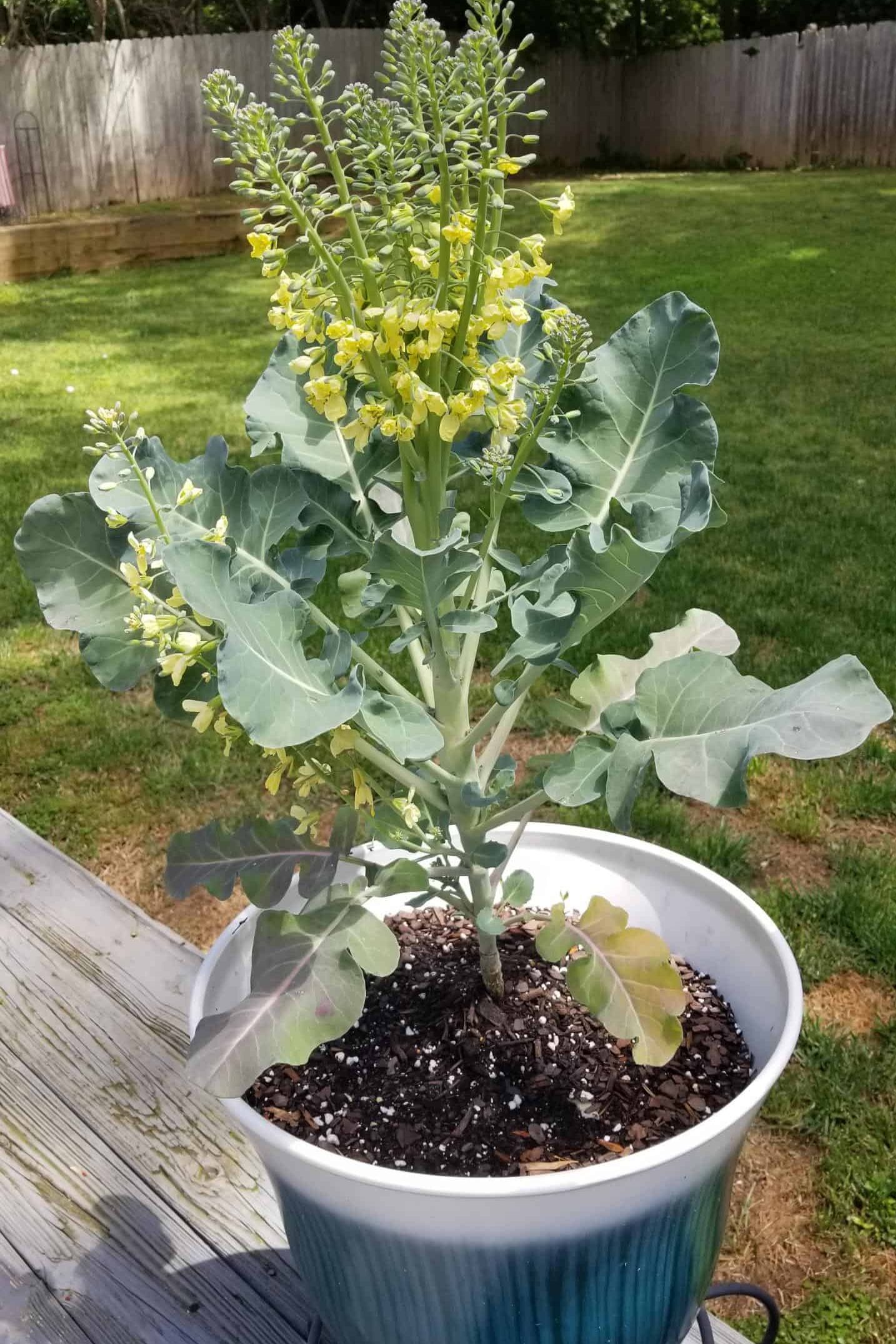 maturing-broccoli-plant