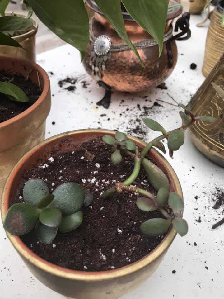 succulent in pot
