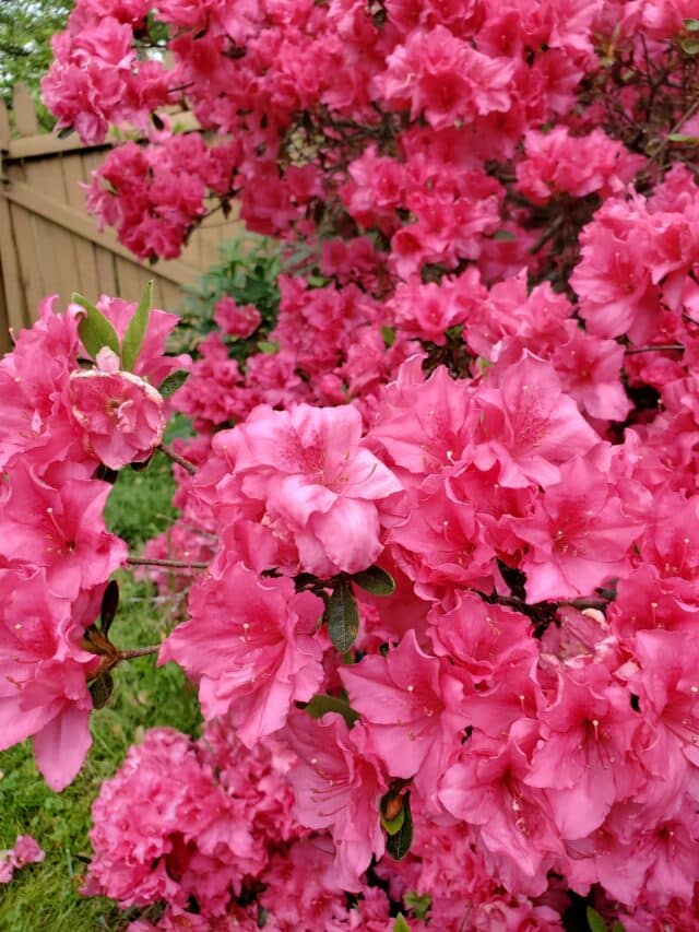 Ultimate Guide To Growing Azaleas In Florida Plants Craze