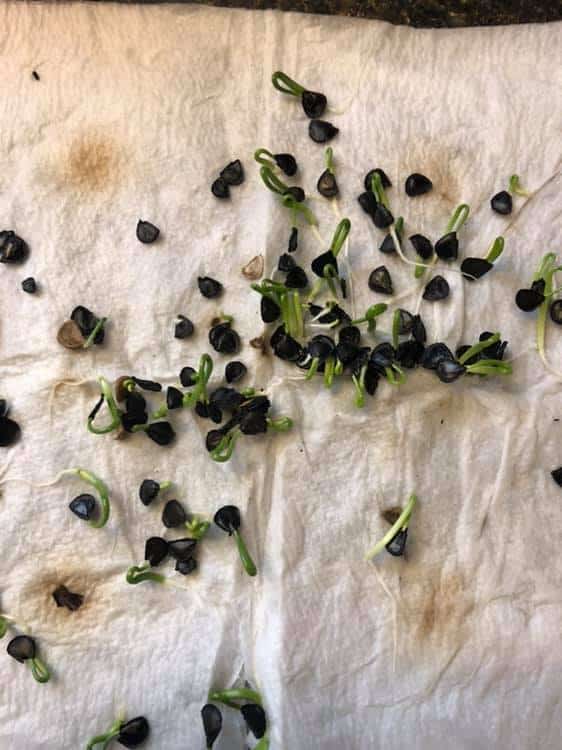 Image represents germinated Hosta seeds