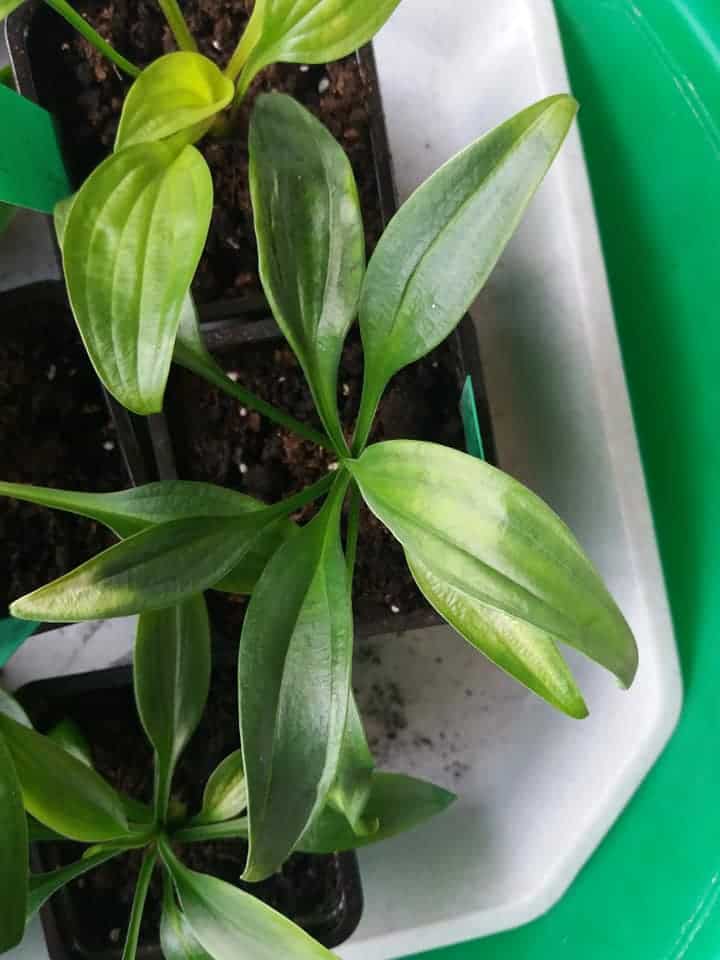 Image represents Hostas seedlings ready to transplant