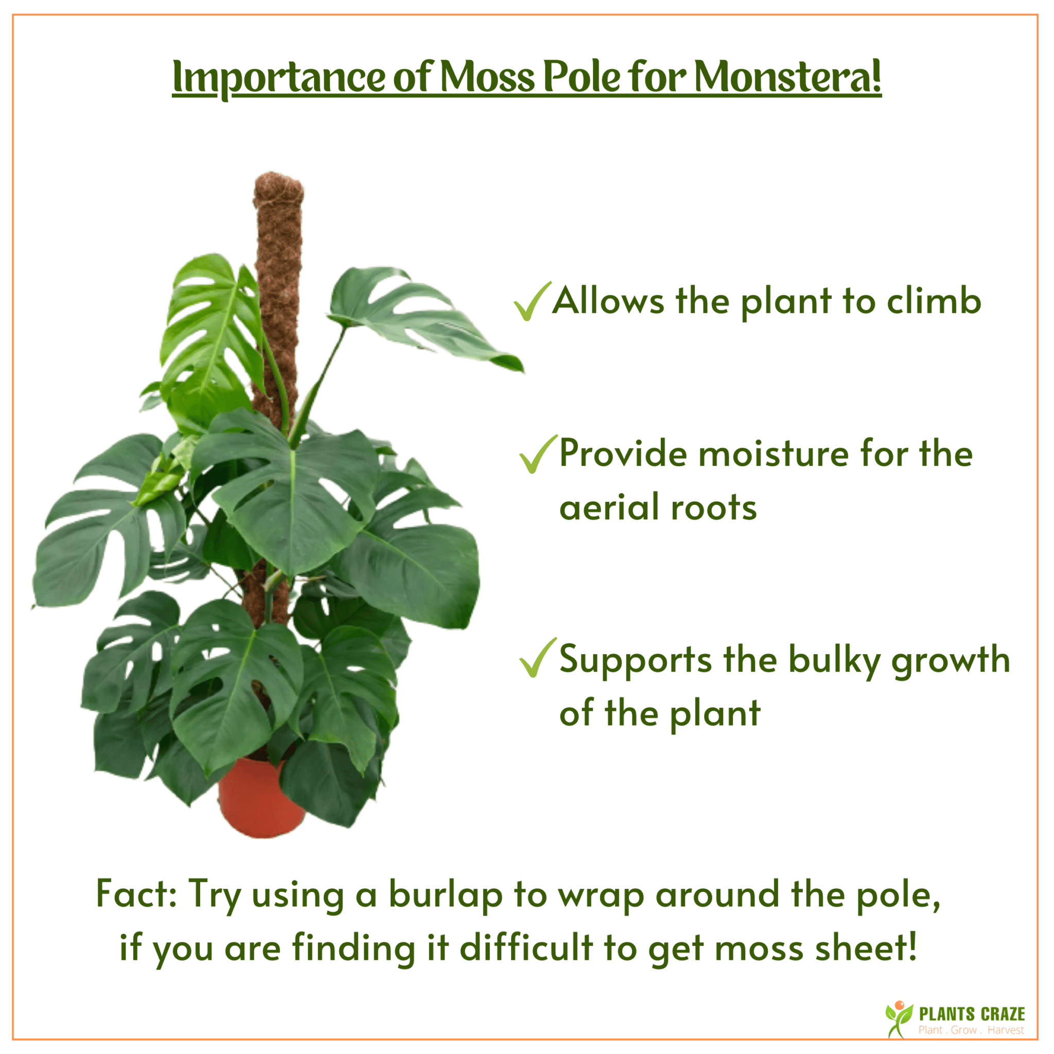 Image illustrates the importance of moss pole for Monstera