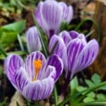 Pickwick crocus