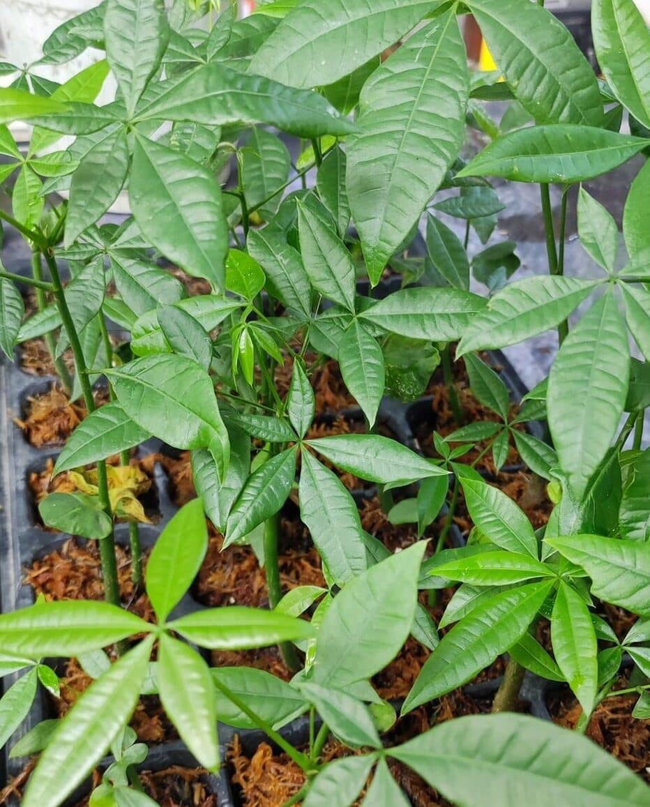 Image represents propagated Money Tree seedlings