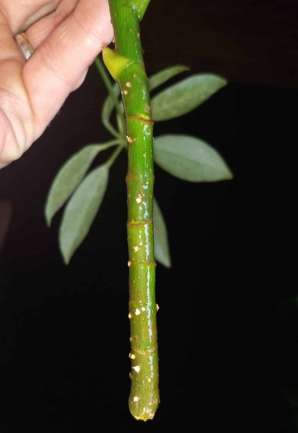 Image signifies stem cuttings for propagating Money Trees