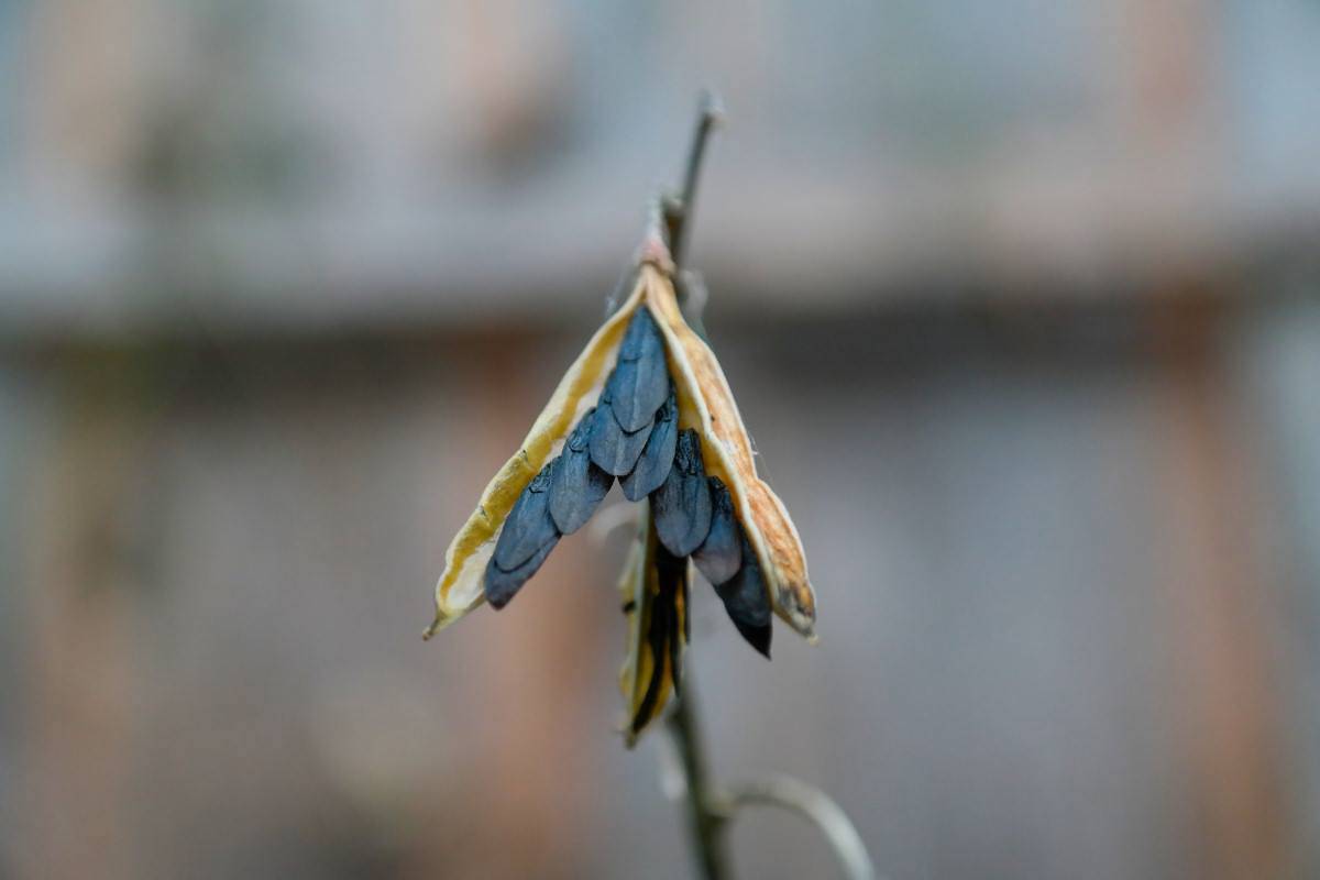 Image shows the viable seeds of Hosta