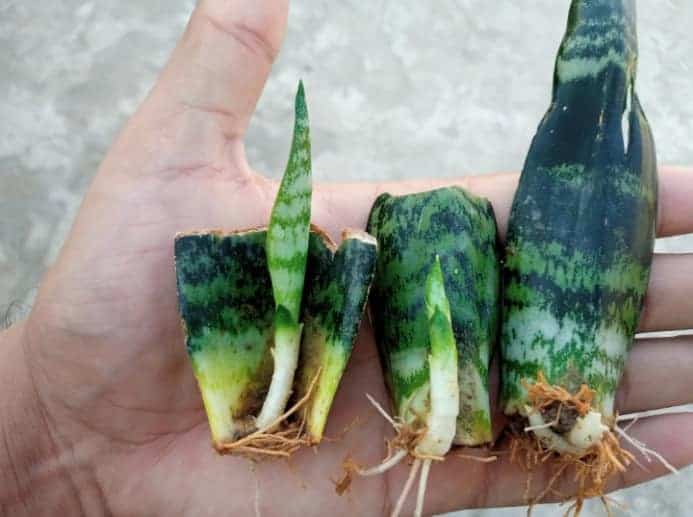 Root initiated in three small leaf of a snake plant