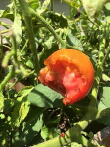 half eaten tomato
