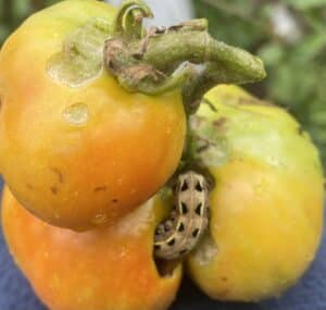 bug eating tomatoes