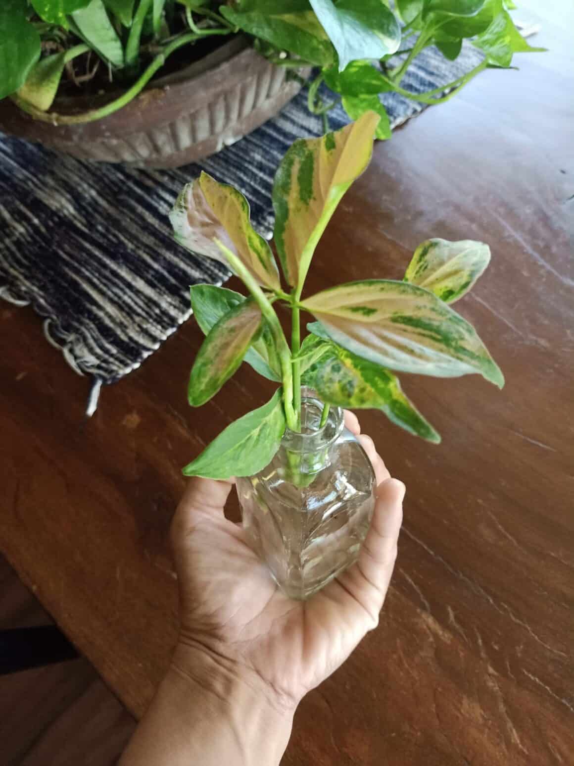 How To Propagate Prayer Plant Easy Guide Plants Craze