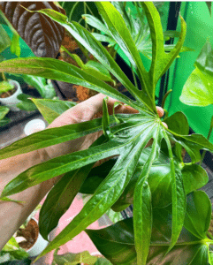 Image represents leaf of Anthurium Fingers
