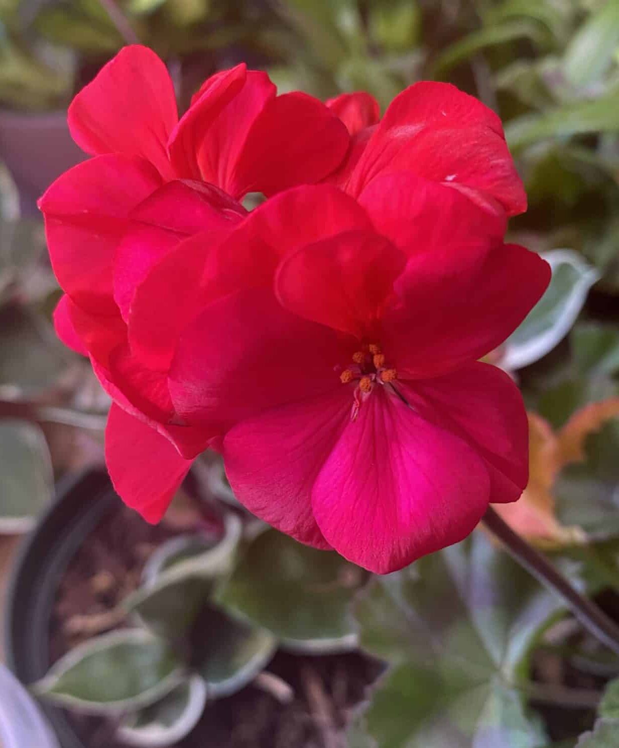 Image represents an old Geranium plant turning its leaves yellow