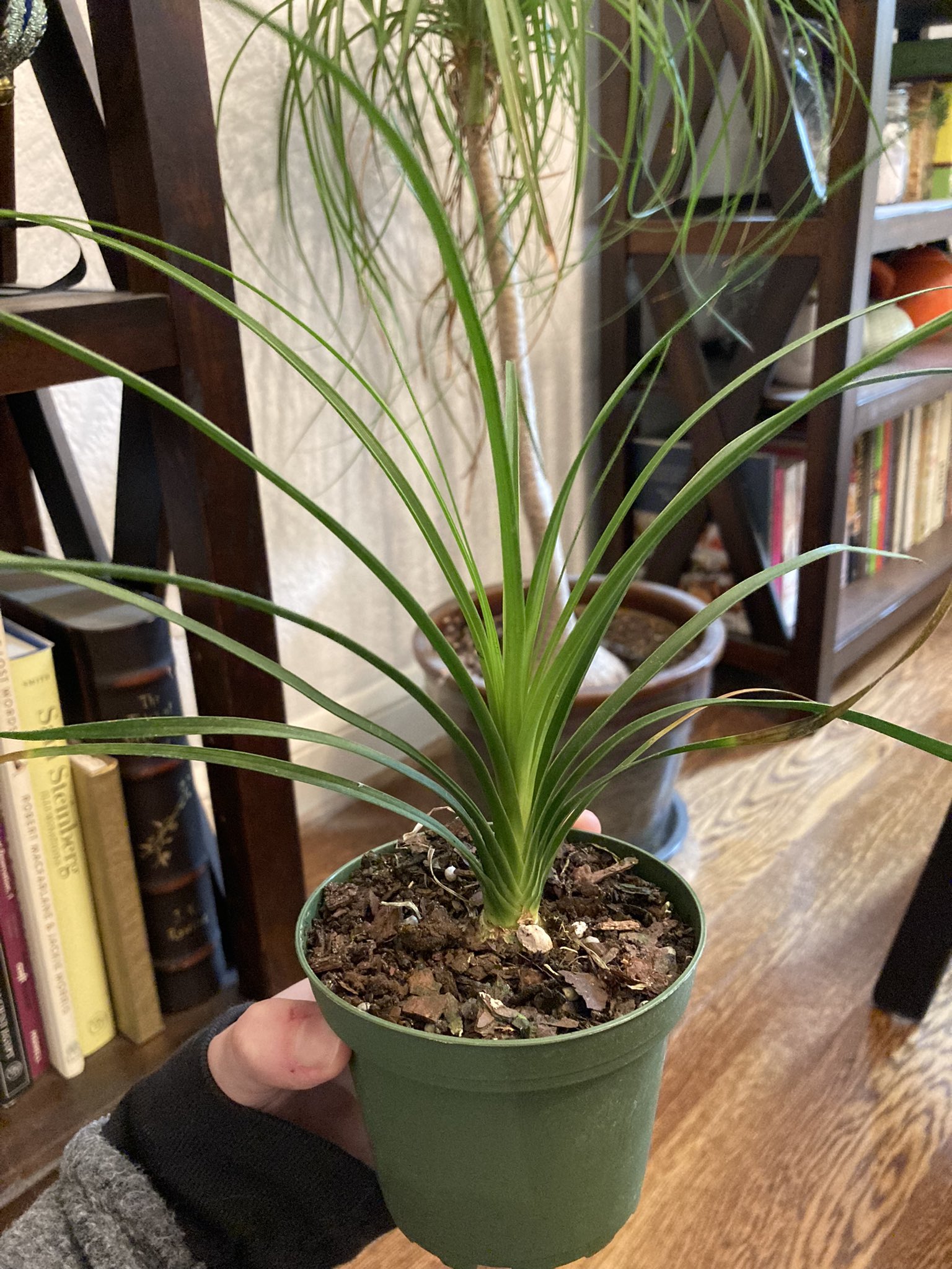 Baby ponytail palm
