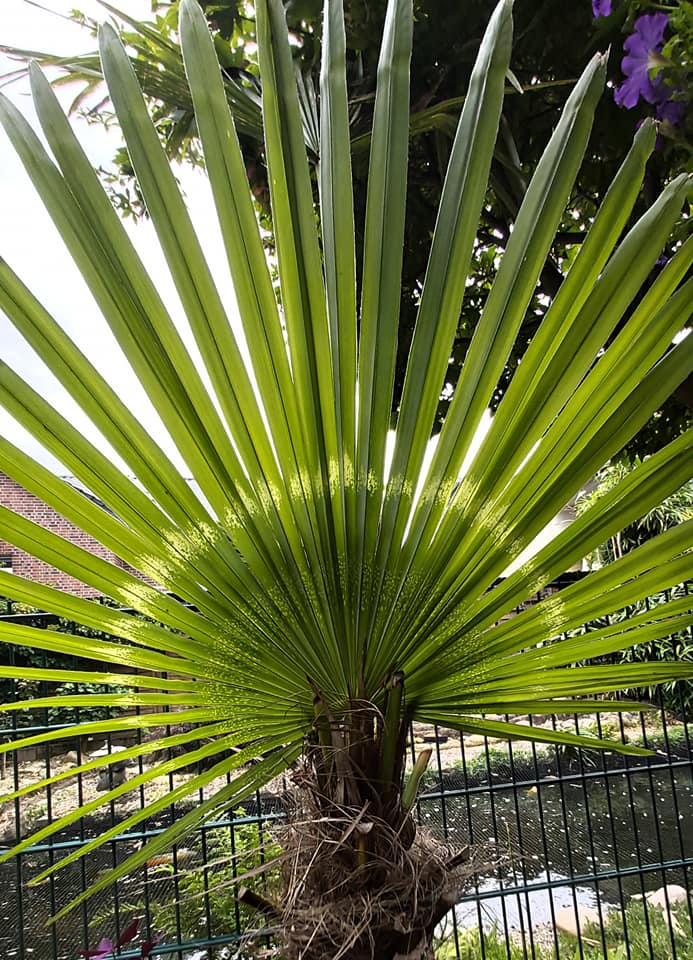 Image represents a Palm tree leaf