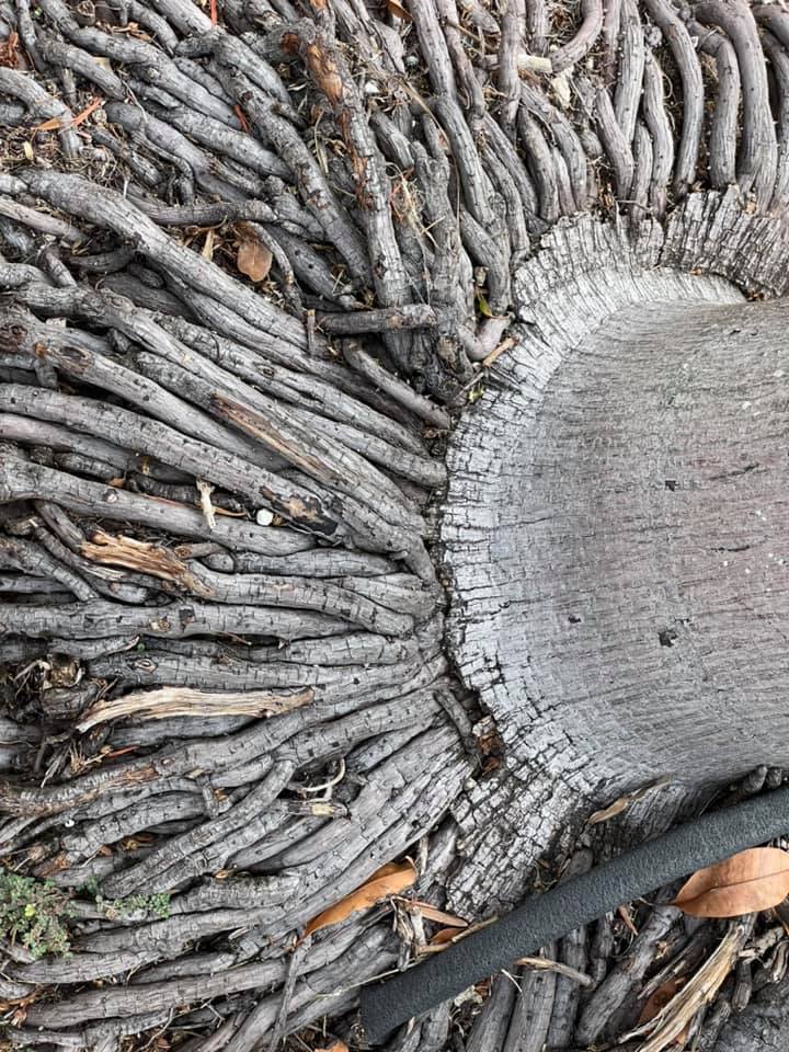 Image represent roots of Palm Trees