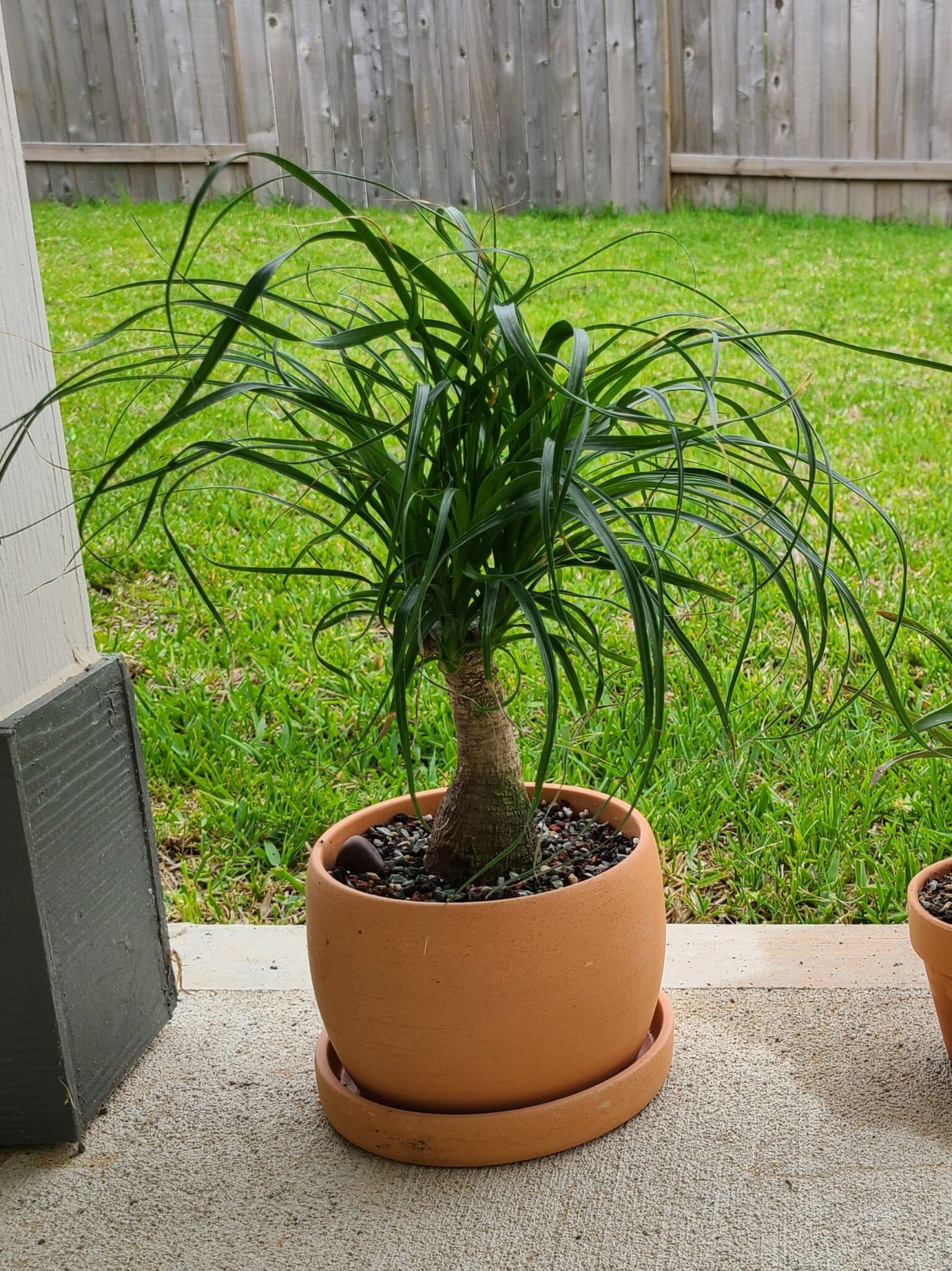 Ponytail Palm Plant