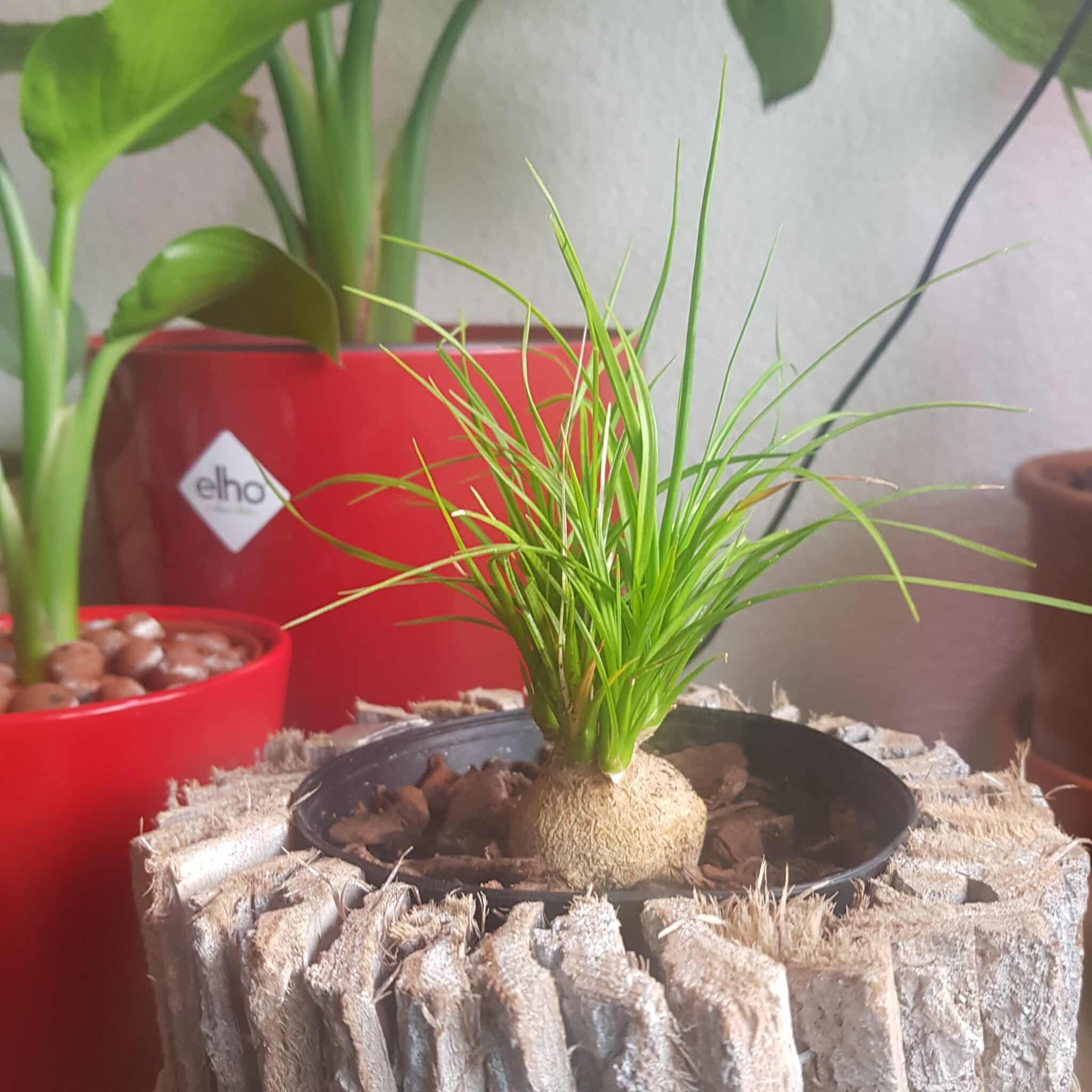 Ponytail Palm under Sunlight