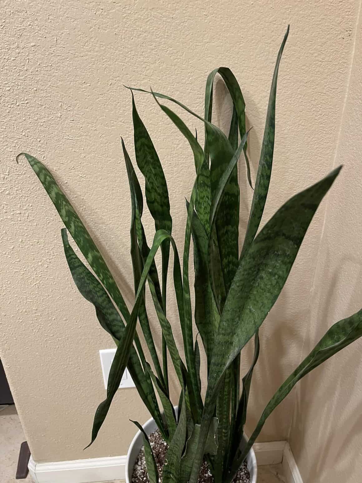 Care Failures Behind Snake Plant Drooping Plants Craze