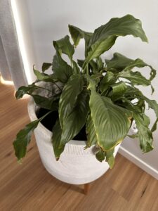 Peace Lily wilting