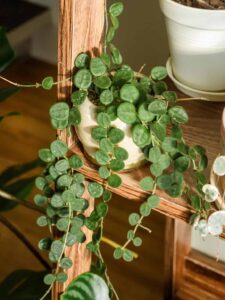 Hoya Propagation