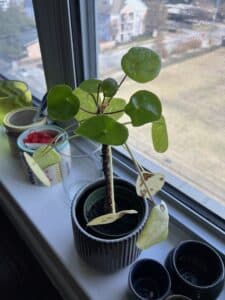 Pilea plant yellow leaves