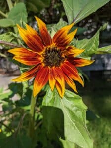 red sunflower