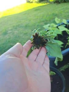 ready to bloom red sunflower