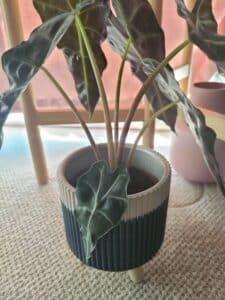 the drooping leaves of Alocasia Polly 