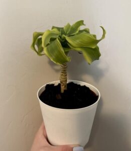 Image represents Dracaena growing in a white pot