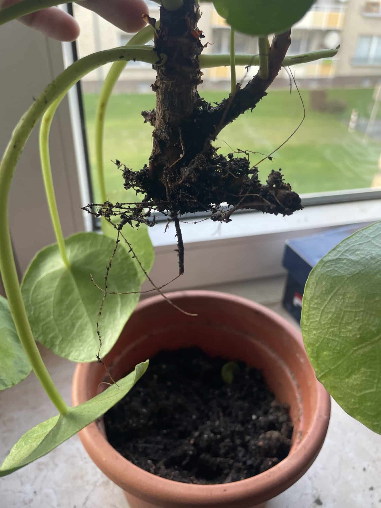 A person is holding on the crown of the Pilea detached from its pot.