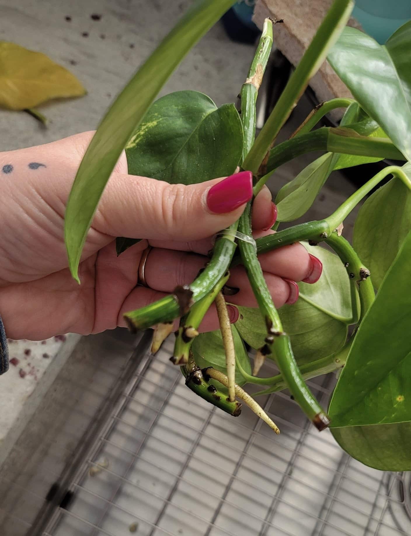 Image represents pruned Pothos vines