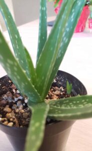 aloe plant indoors