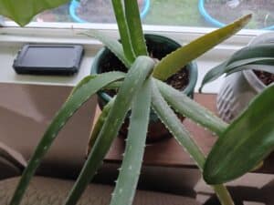 yellow droopy aloe vera