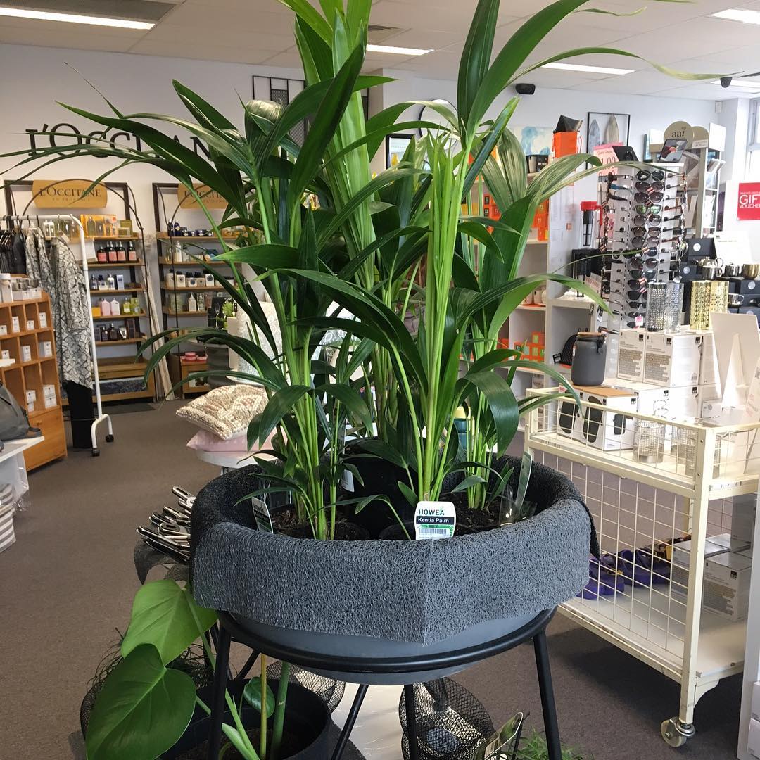 Kentia palm 