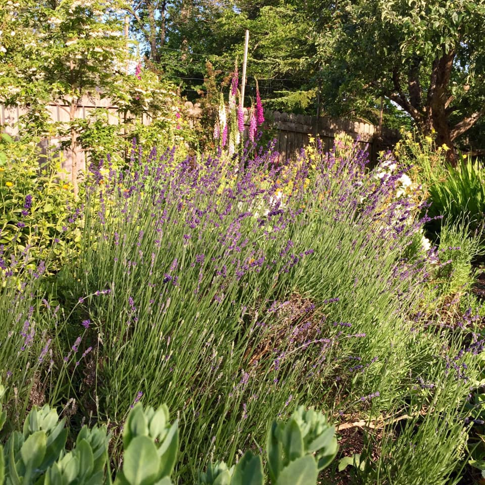 Munstead lavender is a fairly new lavender variety