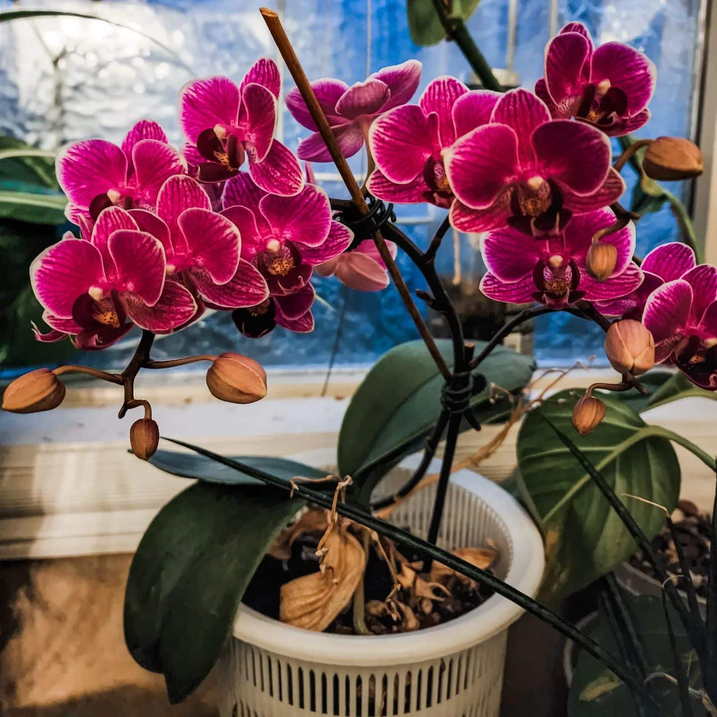 orchid flowers indoors