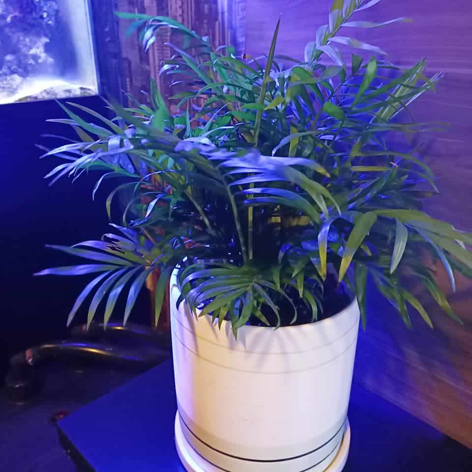 Parlor palms 