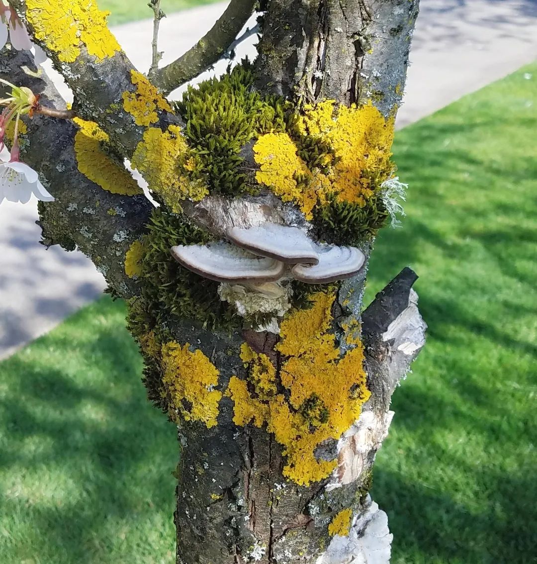 A tree filled with mushrooms and green lichens as a heterotroph.