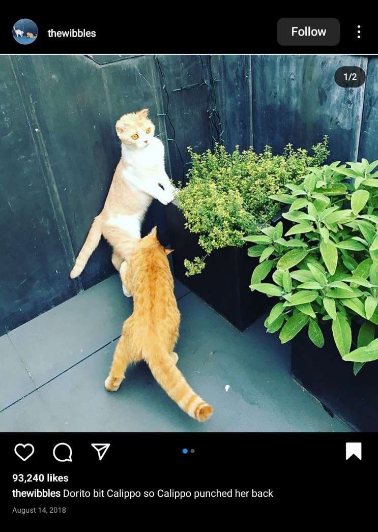 A white and brown cat of Ed Sheeran are playing around the plant.