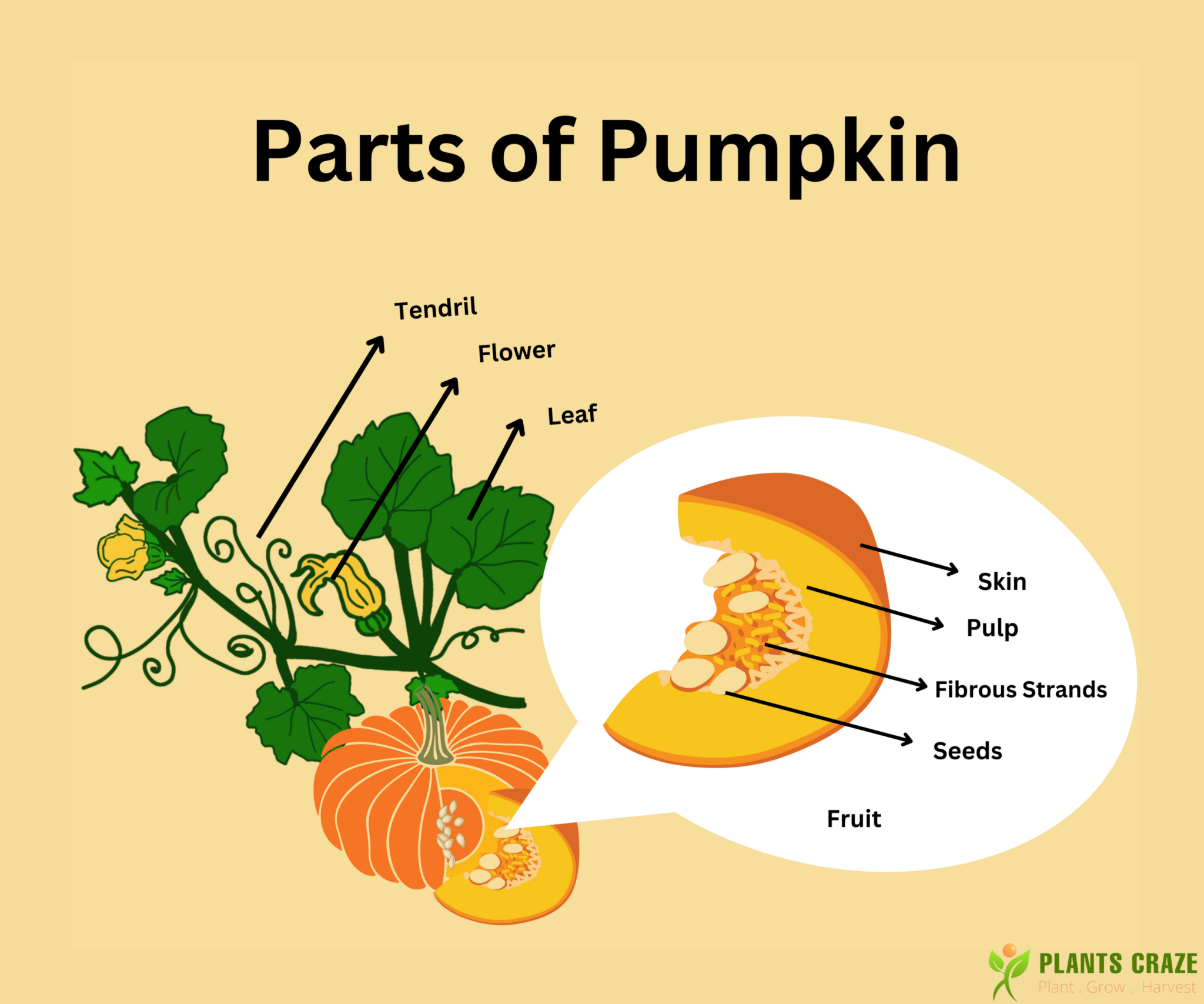 What Part Of The Plant Is A Pumpkin Confusion Solved