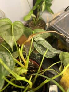 Image represents yellow leaves in Philodendron due to overwatering