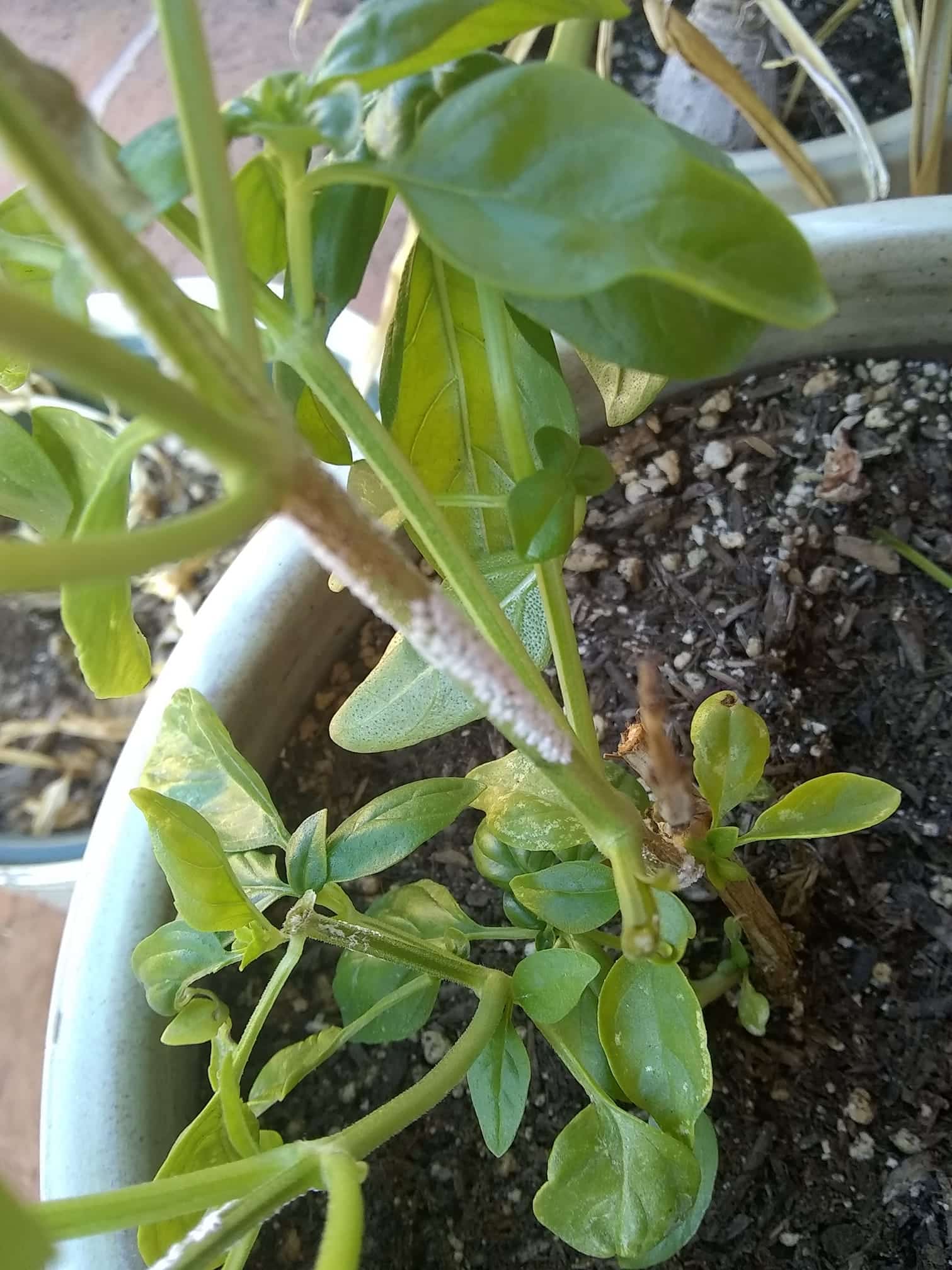 white spots on plants