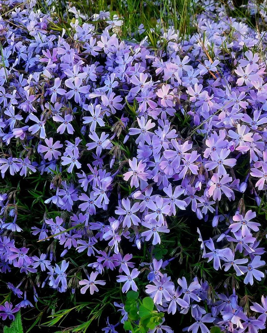 Purple bloom of Creeping Phlox