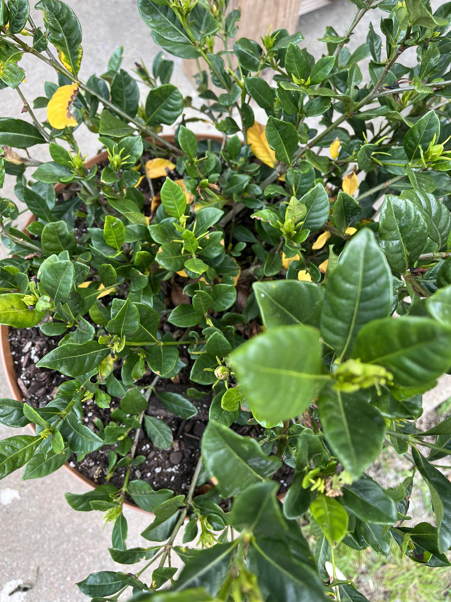 Gardenia plant in a pot started turning yellow.