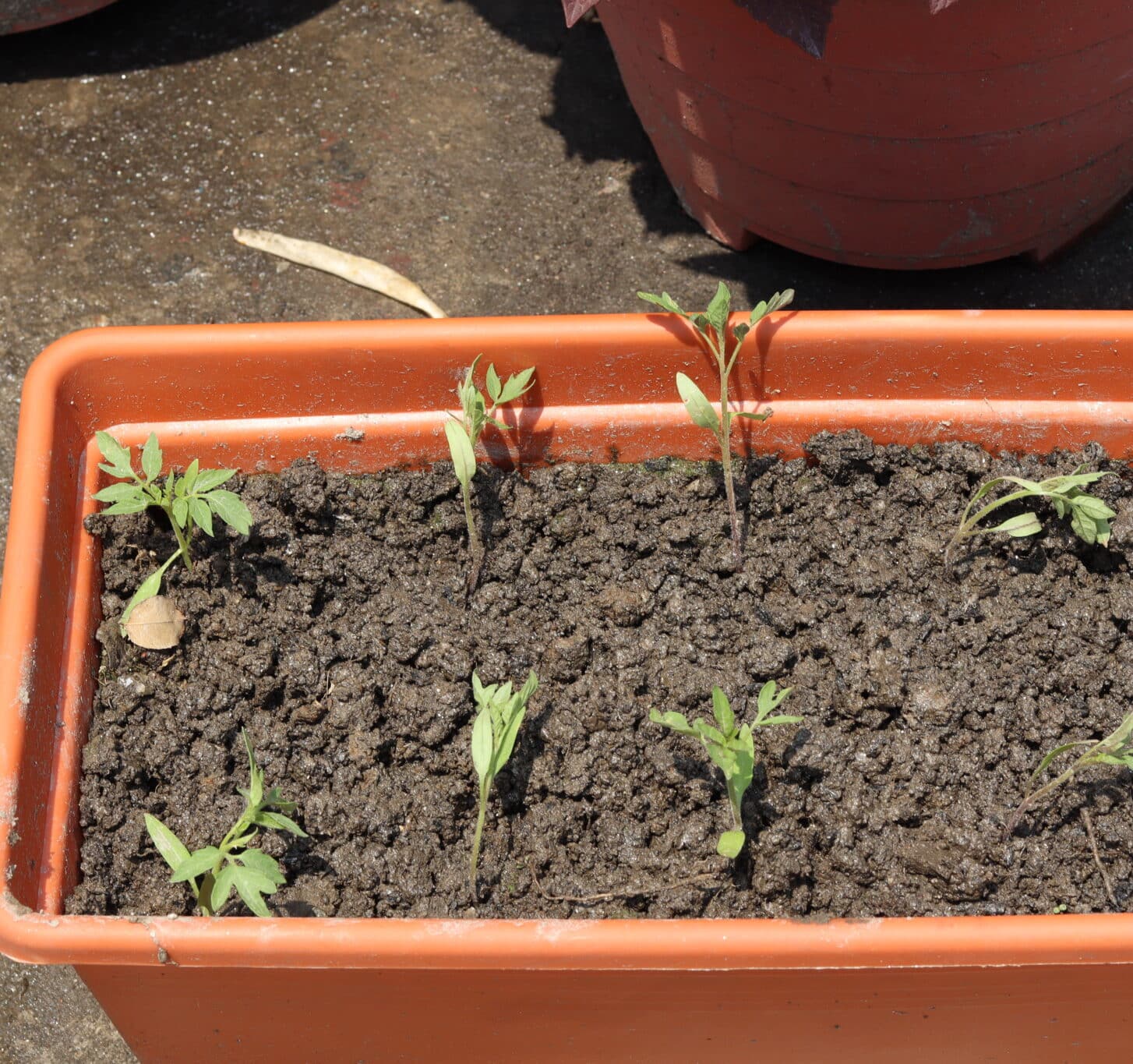 Thinning of tomato seedlings