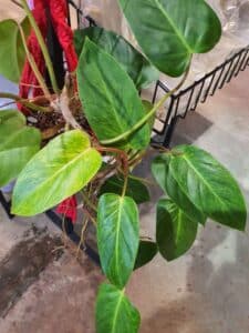 Painted Lady Philodendron