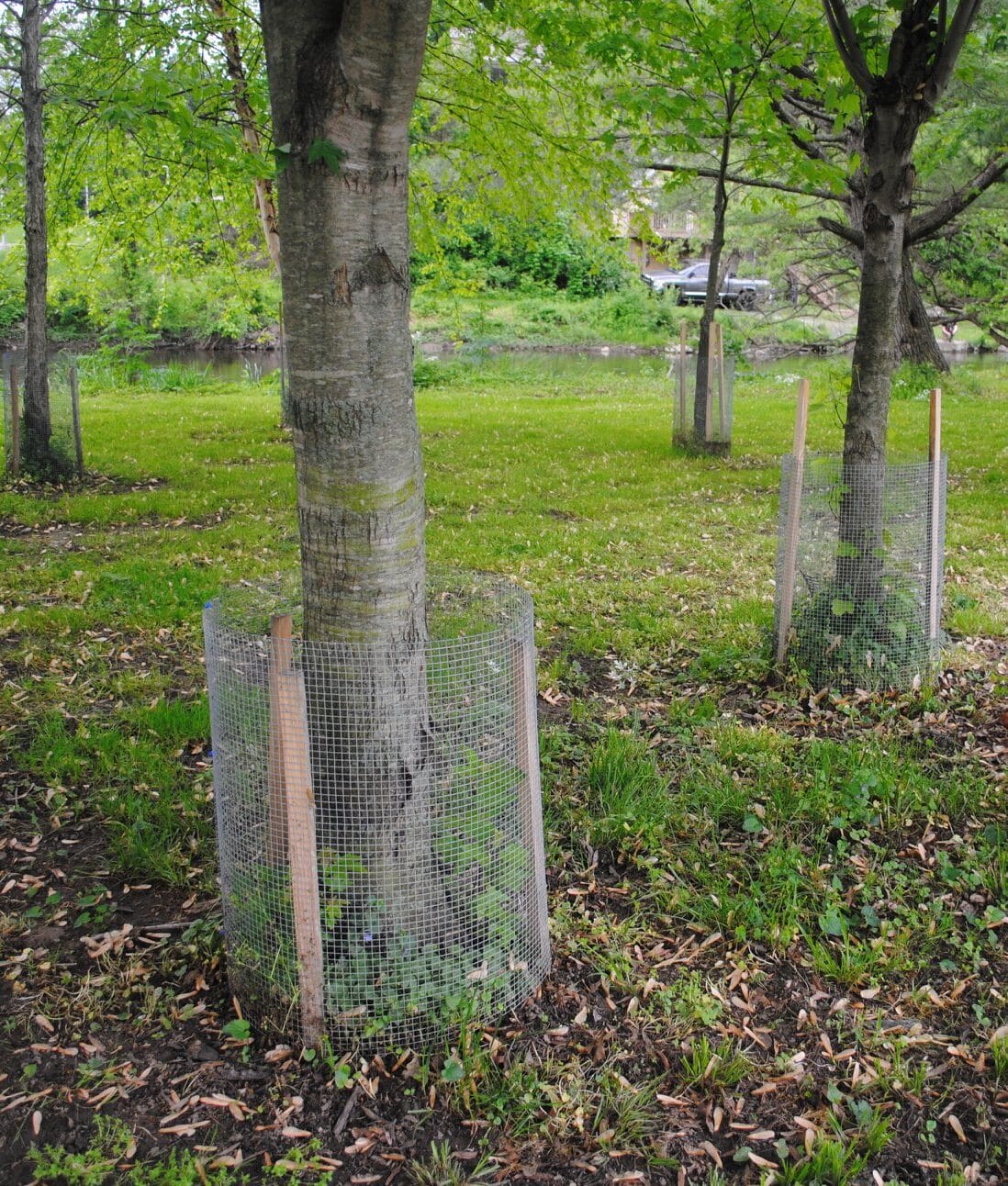 Image represents chicken wire fence around the base of young trees