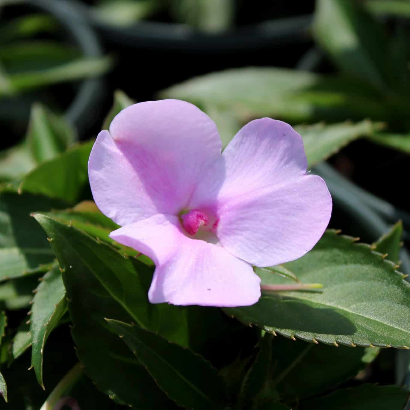 A pinkish purple perennial Sunpatiens blooming 
