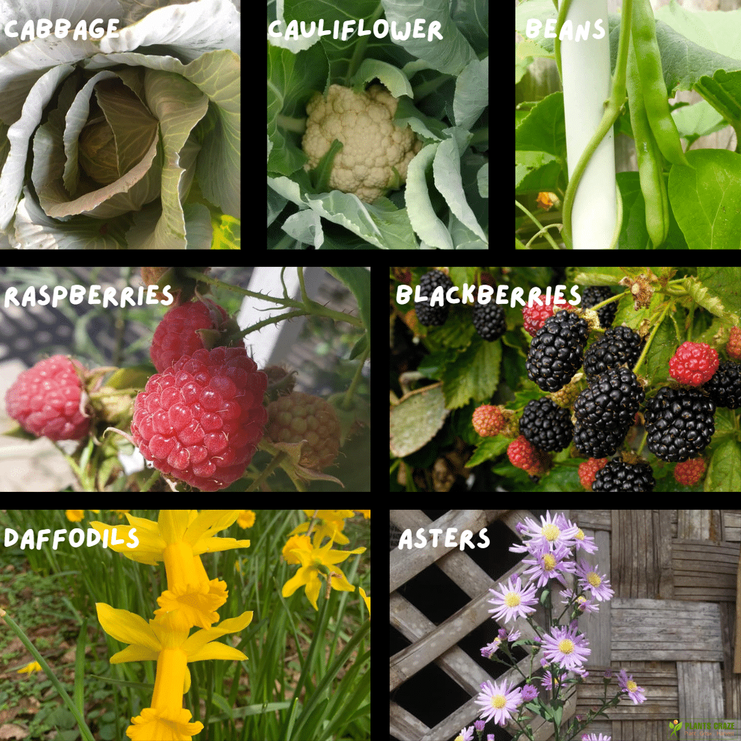 Image illustrates suitable plants for Zone 6