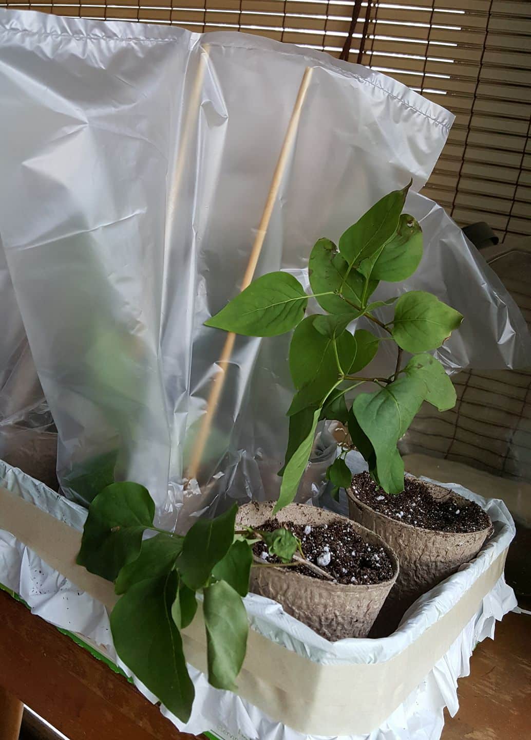 Newly propagated Lilacs shoots on the container